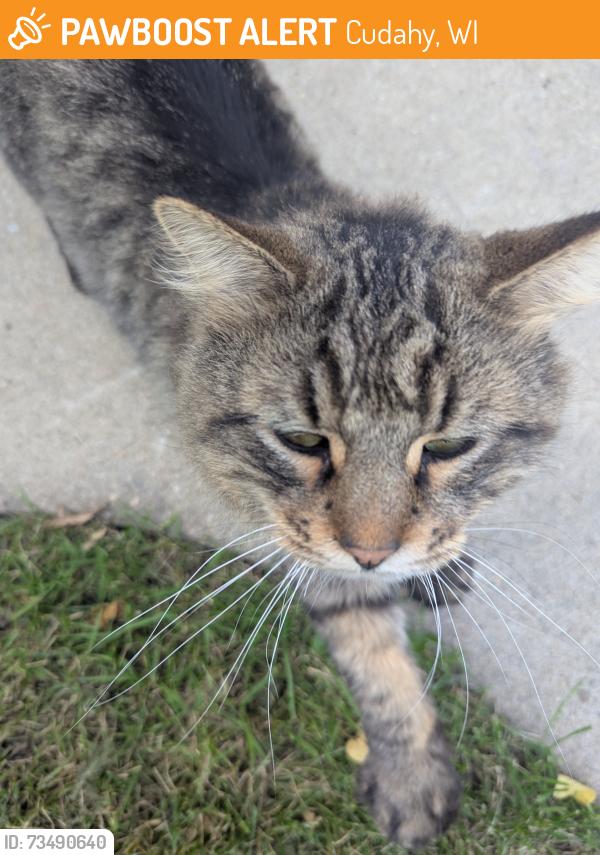 Found/Stray Unknown Cat last seen Packard and Bottfords, Cudahy, WI 53110