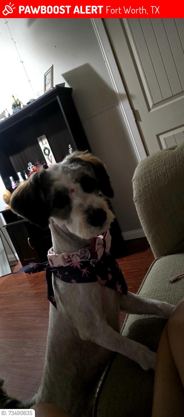 Lost Female Dog last seen Near Wiseman Ave, Fort Worth, TX 76105, Fort Worth, TX 76105