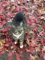 Reunited Male Cat last seen Near Butterfield Ln, Knoxville, TN 37934, USA, Knoxville, TN 37934