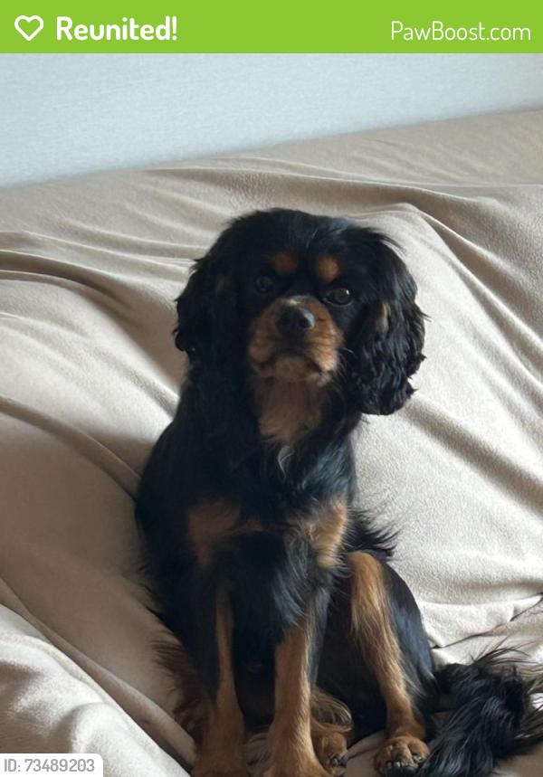 Reunited Male Dog last seen Walnut, Lebanon, PA 17046