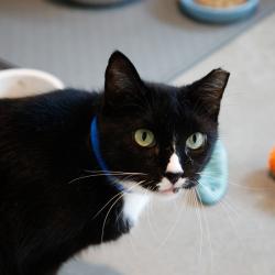 Shelter Stray Male Cat last seen , 3607 N Armenia Ave, Tampa, FL 33607, USA