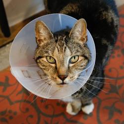 Shelter Stray Male Cat last seen , 3607 N Armenia Ave, Tampa, FL 33607, USA