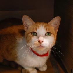 Shelter Stray Female Cat last seen , 3607 N Armenia Ave, Tampa, FL 33607, USA