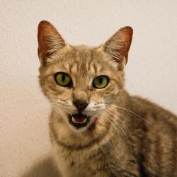 Shelter Stray Female Cat last seen , 3607 N Armenia Ave, Tampa, FL 33607, USA