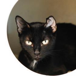 Shelter Stray Female Cat last seen , 3607 N Armenia Ave, Tampa, FL 33607, USA