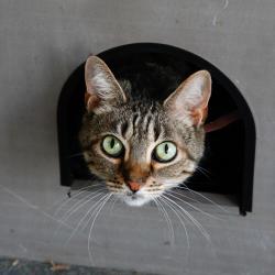 Shelter Stray Female Cat last seen , 3607 N Armenia Ave, Tampa, FL 33607, USA