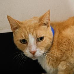 Shelter Stray Male Cat last seen , 3607 N Armenia Ave, Tampa, FL 33607, USA