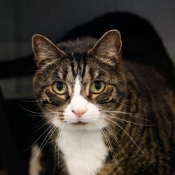Shelter Stray Male Cat last seen , 3607 N Armenia Ave, Tampa, FL 33607, USA
