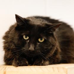 Shelter Stray Female Cat last seen , 3607 N Armenia Ave, Tampa, FL 33607, USA