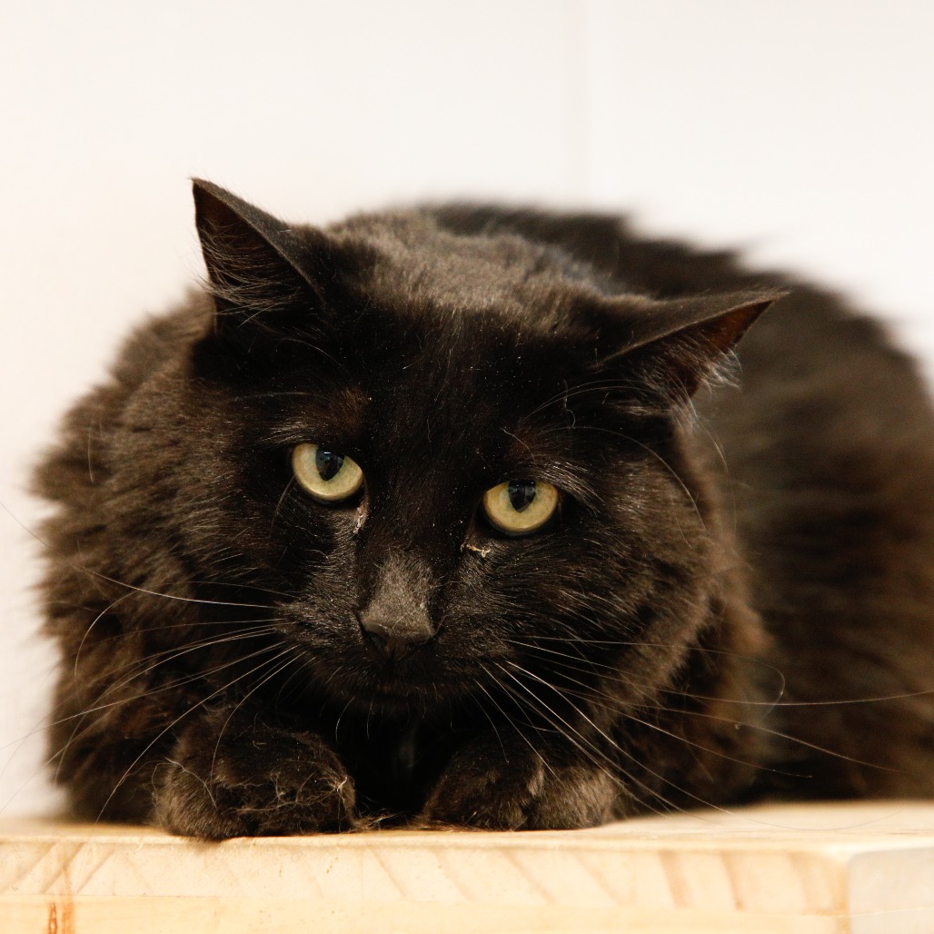 Shelter Stray Female Cat last seen , 3607 N Armenia Ave, Tampa, FL 33607, USA