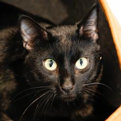 Shelter Stray Male Cat last seen , 3607 N Armenia Ave, Tampa, FL 33607, USA