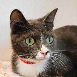 Shelter Stray Female Cat last seen , 3607 N Armenia Ave, Tampa, FL 33607, USA