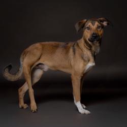 Shelter Stray Male Dog last seen , 8020 Washington St, Port Richey, FL 34668, USA