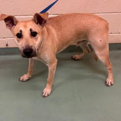 Shelter Stray Male Dog last seen , 2350 Appling City Cove, Memphis, TN 38133, USA