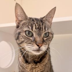 Shelter Stray Female Cat last seen , Animal Care & Control Team of Philly, 111 W Hunting Park Ave, Philadelphia, PA 19140, USA