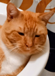 Lost Male Cat last seen UTC arena, Chattanooga, TN 37403