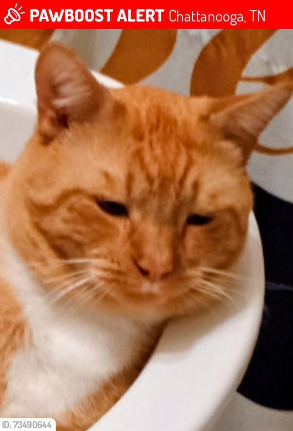 Lost Male Cat last seen UTC arena, Chattanooga, TN 37403