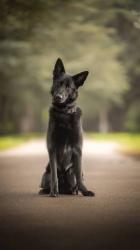 Found/Stray Unknown Dog last seen Groomtown road headed towards 62, Greensboro, NC 27407