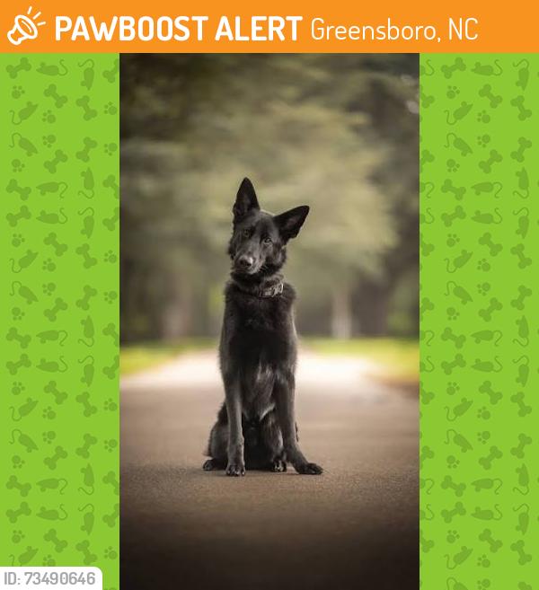 Found/Stray Unknown Dog last seen Groomtown road headed towards 62, Greensboro, NC 27407