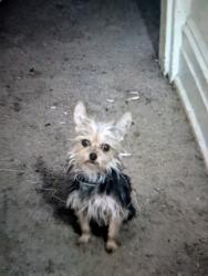Lost Female Dog last seen York Pennsylvania, York, PA 17401