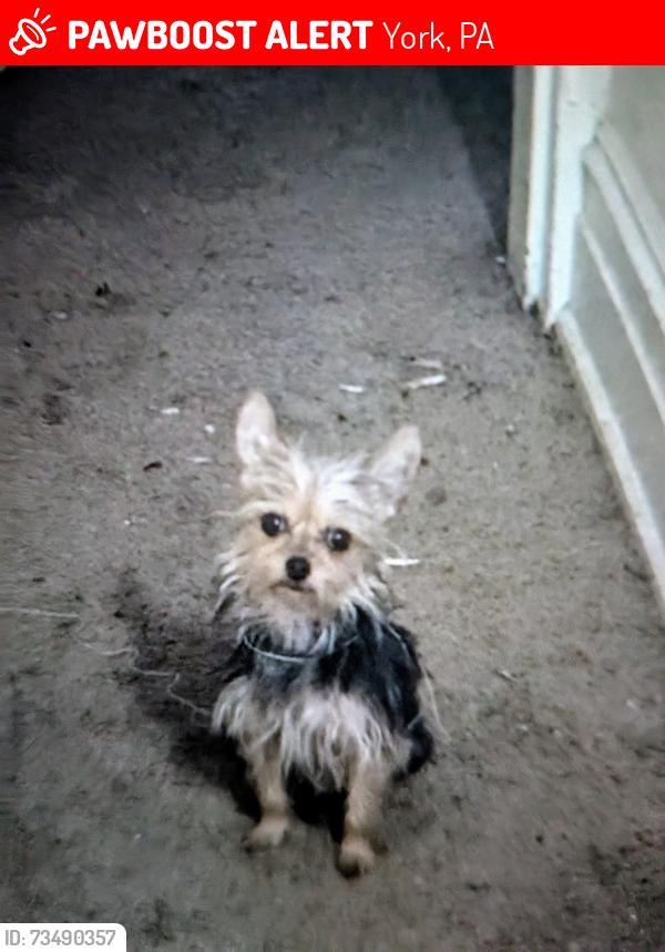 Lost Female Dog last seen York Pennsylvania, York, PA 17401