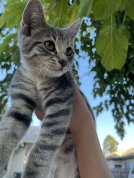 Lost Female Cat last seen Lee drive and Twin oaks, Citrus Heights, CA 95610