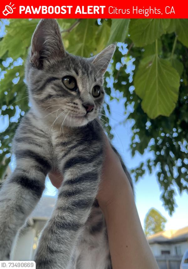 Lost Female Cat last seen Lee drive and Twin oaks, Citrus Heights, CA 95610