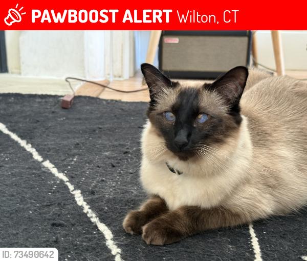 Lost Male Cat last seen Wee Burn Lane / Fullin Lane / Great Rocks Place, Wilton, CT 06897