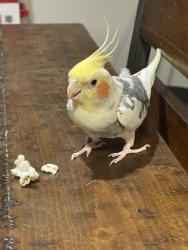 Lost Male Bird last seen Rodeo street & Ray Alvin 76119, Fort Worth, TX 76119