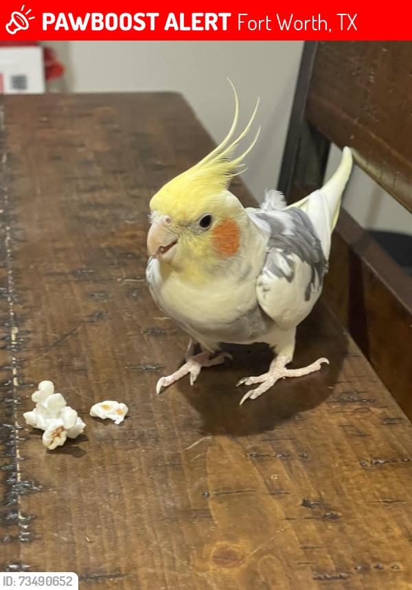 Lost Male Bird last seen Rodeo street & Ray Alvin 76119, Fort Worth, TX 76119