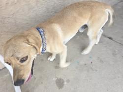 Reunited Male Dog last seen 83rd ave & Glenrosa, Phoenix, AZ 85033