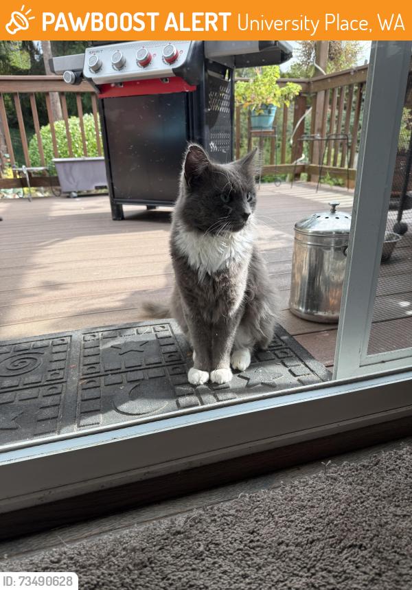 Found/Stray Unknown Cat last seen Near and Crystal Springs Rd W UP, University Place, WA 98466