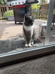 Found/Stray Unknown Cat last seen Near and Crystal Springs Rd W UP, University Place, WA 98466