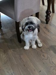 Reunited Male Dog last seen Jose Way Murfreesboro, Murfreesboro, TN 37130