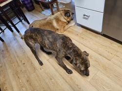 Reunited Male Dog last seen Briarwood Neighborhood, Columbia, SC 29223