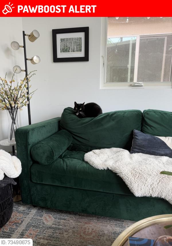 Lost Female Cat last seen Onaknoll, Angeles Vista Blvd, View Park-Windsor Hills, CA 90043