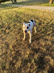 Found/Stray Female Dog last seen Northwest Park area in Irving, Cheyenne/Pocatello, Irving, TX 75062