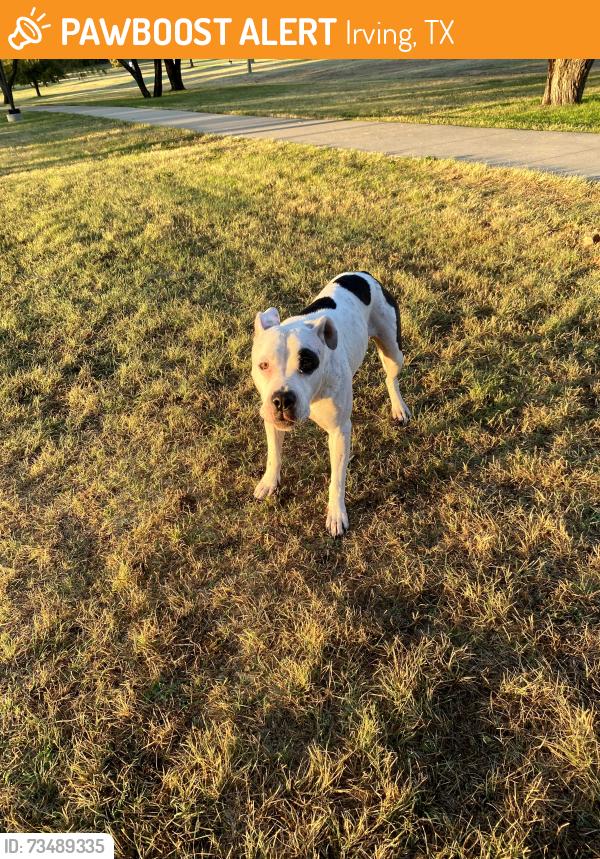 Found/Stray Female Dog last seen Northwest Park area in Irving, Cheyenne/Pocatello, Irving, TX 75062