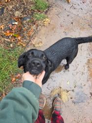 Reunited Male Dog last seen Sulphur Springs rd Flowers Lane, Hiddenite, NC 28636
