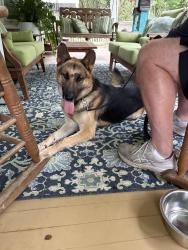 Found/Stray Male Dog last seen South Jackson street- West Square, Downtown Salisbury, Salisbury, NC 28144