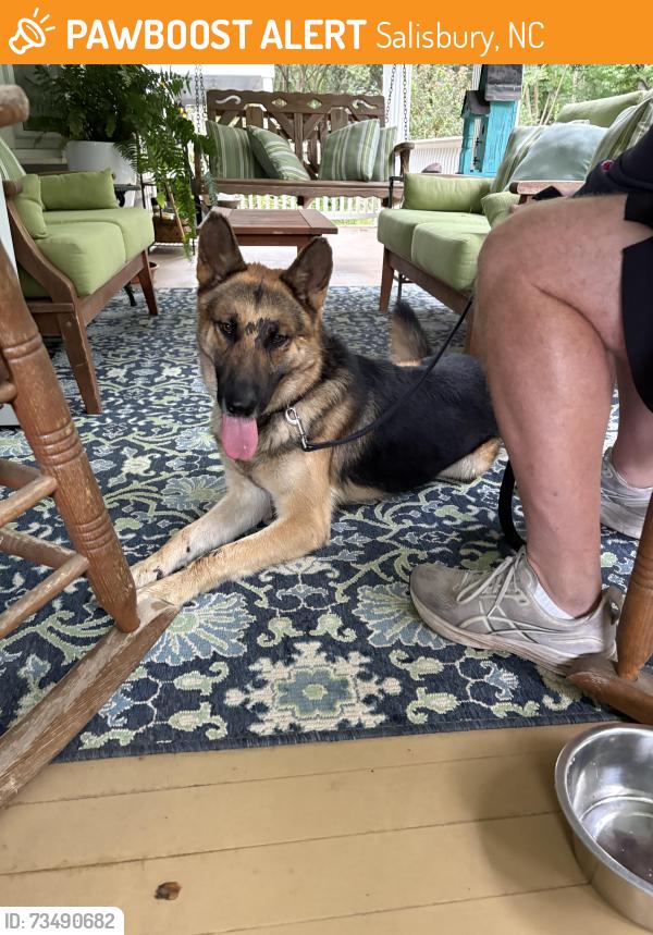 Found/Stray Male Dog last seen South Jackson street- West Square, Downtown Salisbury, Salisbury, NC 28144