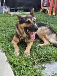 Reunited Male Dog last seen Near SW 150th CT, hmstd Florida 33033, Homestead, FL 33033