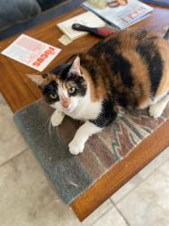 Reunited Female Cat last seen Near King St, Stoughton, WI, Stoughton, WI 53589