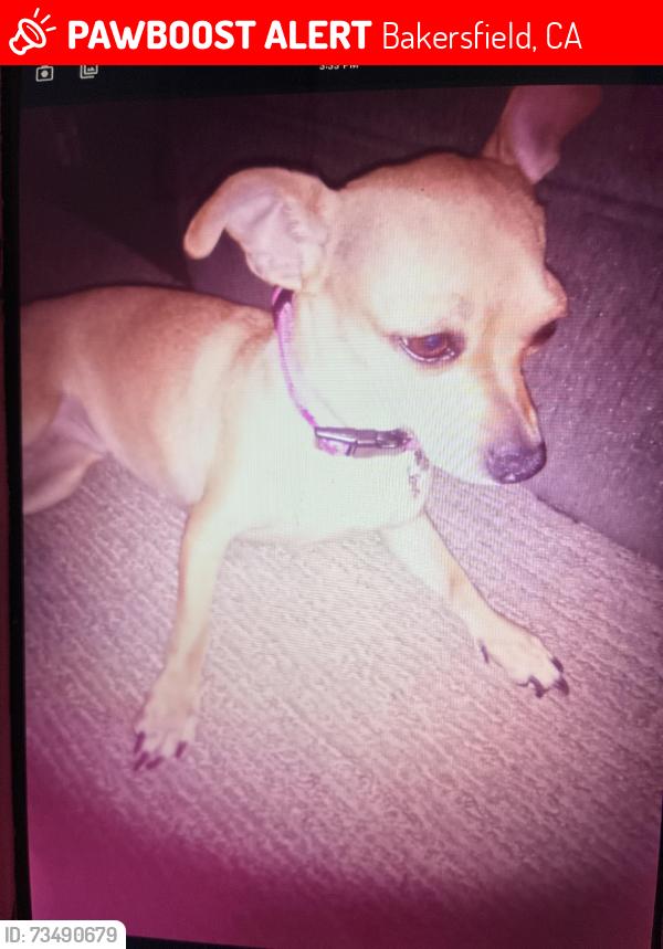 Lost Female Dog last seen Bakersfield ca, Bakersfield, CA 93305