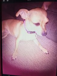 Lost Female Dog last seen Bakersfield ca, Bakersfield, CA 93305