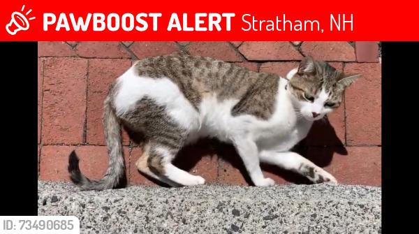 Lost Male Cat last seen Near doe run lane, Stratham, NH 03885