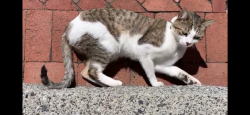 Lost Male Cat last seen Near doe run lane, Stratham, NH 03885