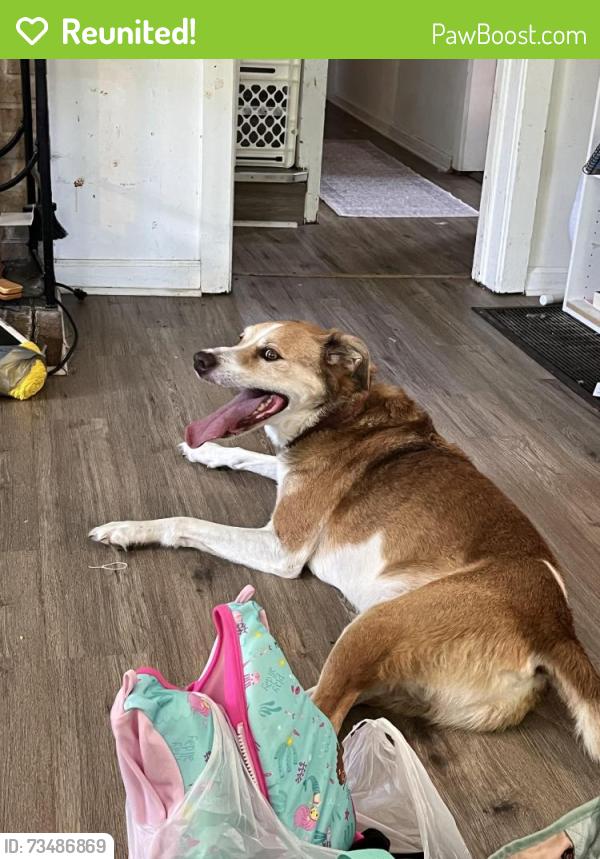Reunited Male Dog last seen Helen Ave, Winston-Salem, NC 27105
