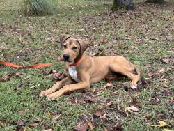 Found/Stray Male Dog last seen In the road, McDonough, GA 30253