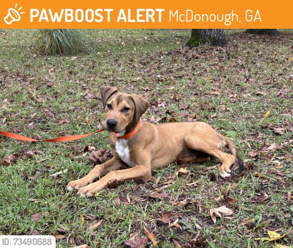 Found/Stray Male Dog last seen In the road, McDonough, GA 30253